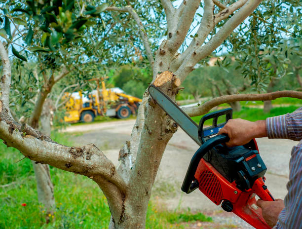 Tree Removal for Businesses